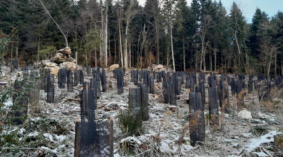 arbres plantés 